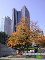 Tree outside the State House showing fall colors in downtown Columbus, Ohio